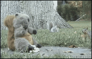 Karate squirrel