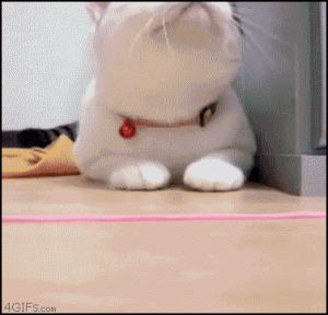 Horny cat