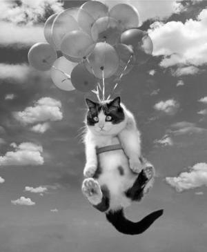 Cat landing
