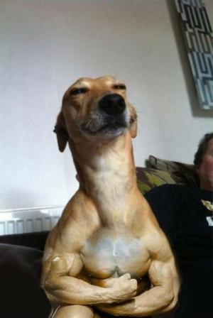 Like a Dog