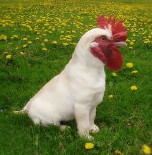 Dogcock