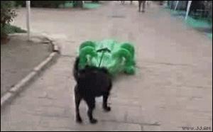 Pussy dog