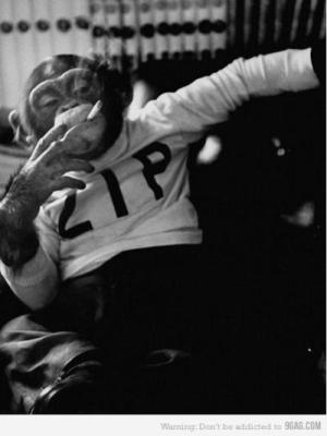 Cool monkey