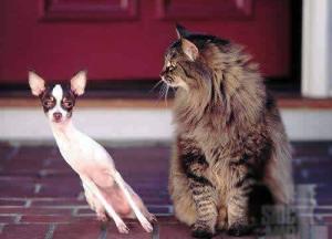 Bad Breath