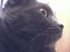 Confused cat