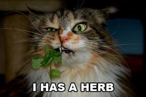 Herb Cat