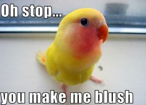 Aww stop