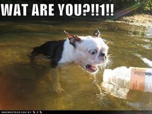 What are you!?