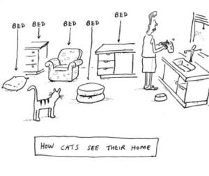 How cats see...