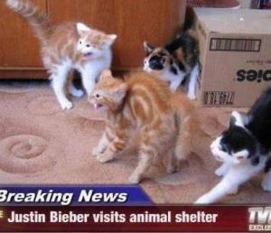 Bieber and cats