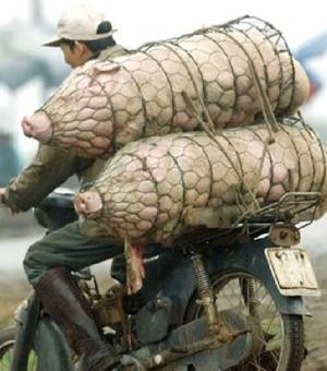 Delivering meat