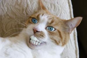 I love cheeeeese