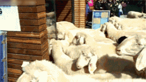 Sheep in a store