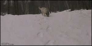 Dogs are stupid