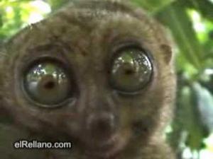 Lemur