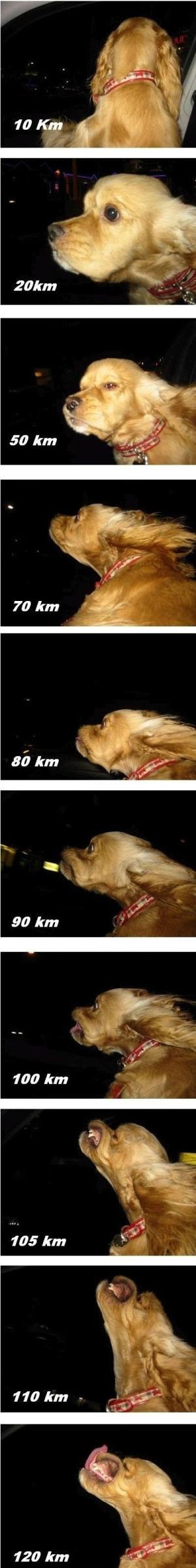 Dog on car