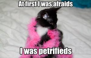 Afraid kitten was