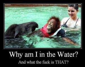 What the fuck