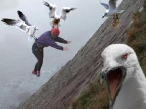 Angry birds