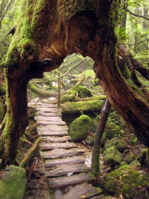 Temple Run
