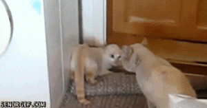 Special cat moves