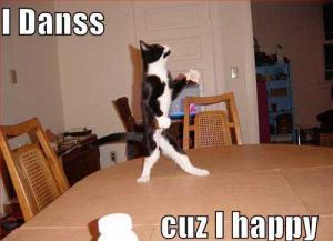 Happy dansing kat