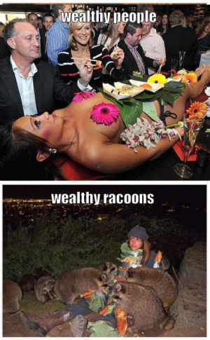 Wealthy Racoons