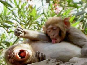 Sexy monkeys