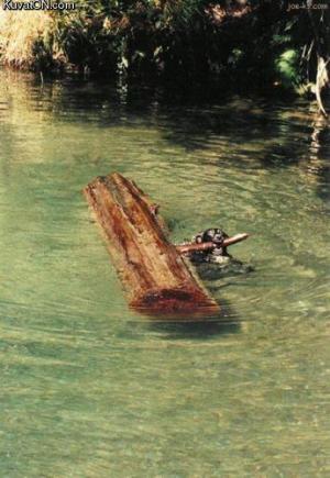 Fetch the Stick