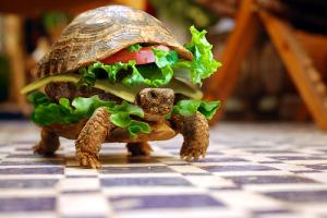 Burgurtle