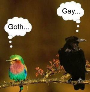 Gay & Gothic bird