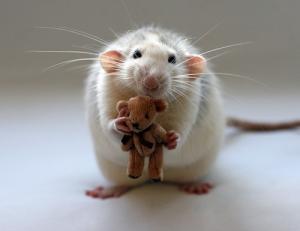 Rat Present