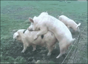 Pig fuck
