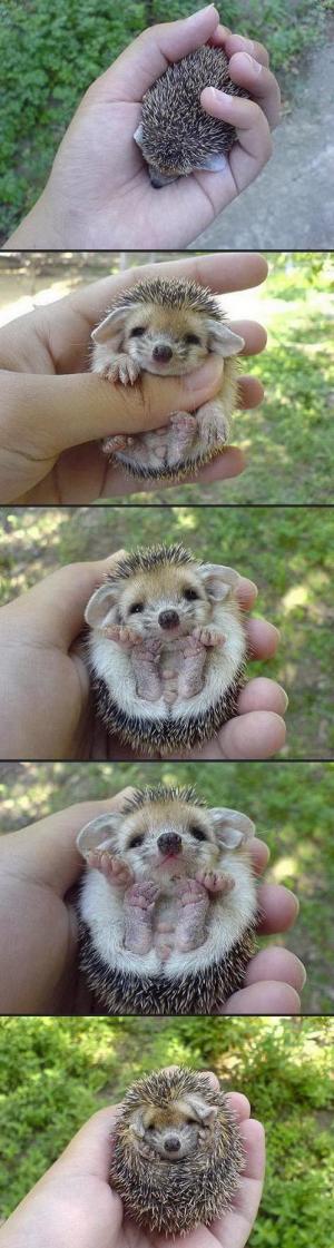 Cutehog