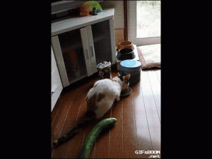 Kitty jump
