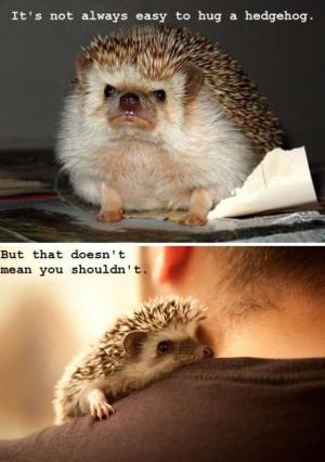 Not easy to hug a hedgehog