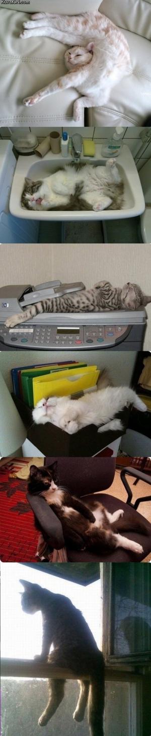 Relaxed Cats