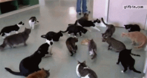 Cats Reaction To Sound