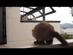 Fail cat