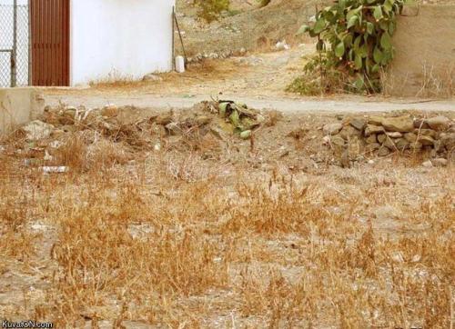 Camo cat
