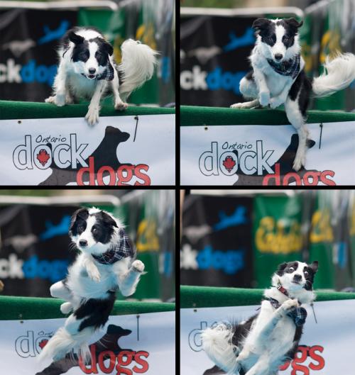 Kung Fu Dog