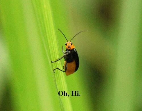 Hi!