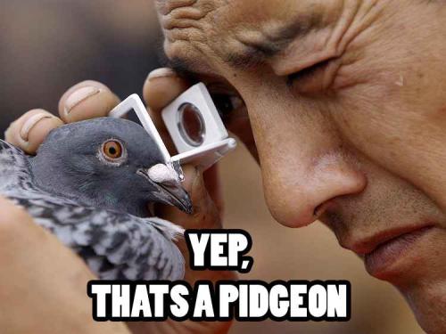 Looks like a pigeon