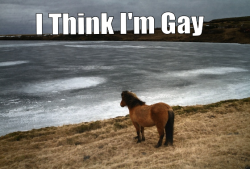 Gay horse?
