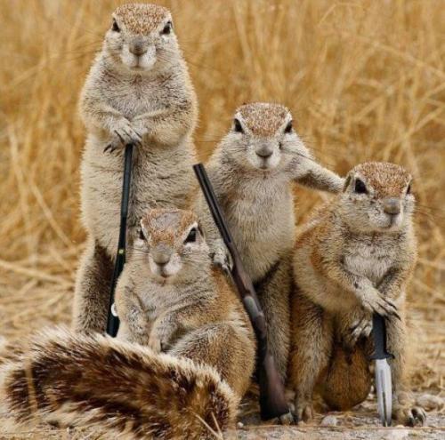 Alvin and the gunmunks