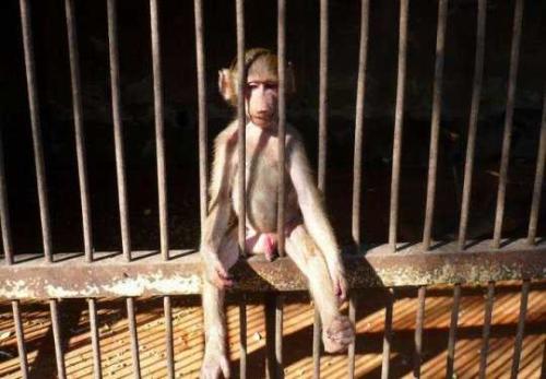Monkey
