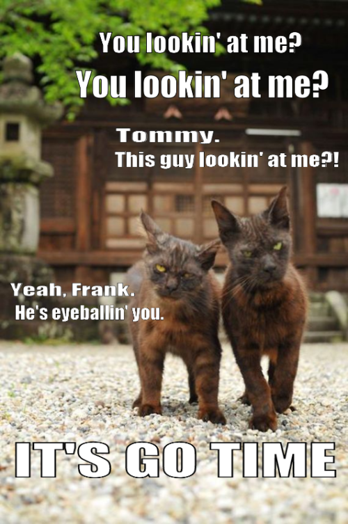 Don't eyeball these 2 cats