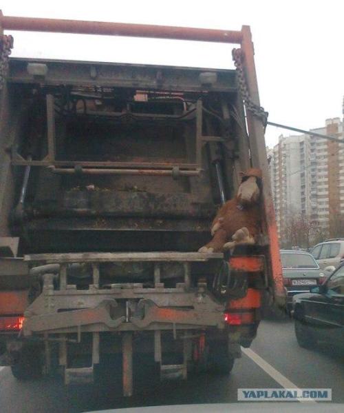 Wasted Alf