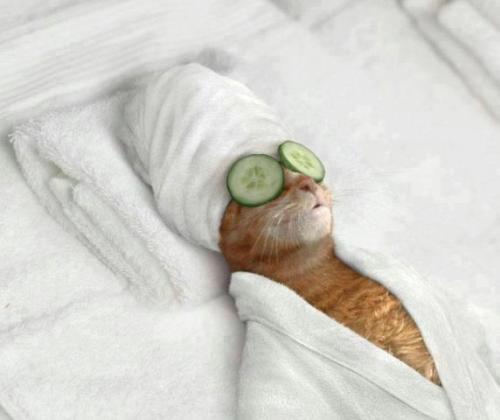 Beauty Cat
