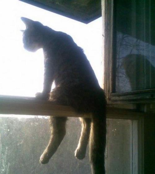 Cat.Badass Cat
